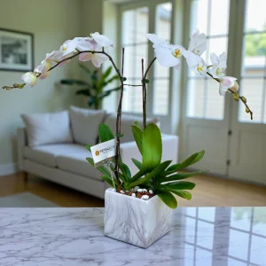 Blooming Elegance Orchid