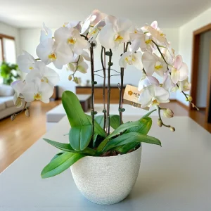 Pure Grace Orchid Plant
